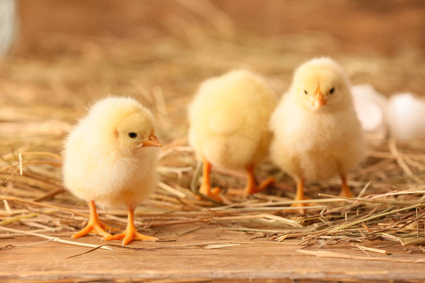 Cute little chicks on the farm - Fotó, kép