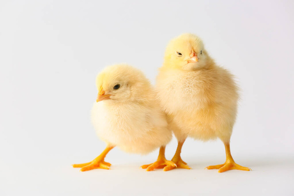 Cute hatched chicks on light background - Photo, Image