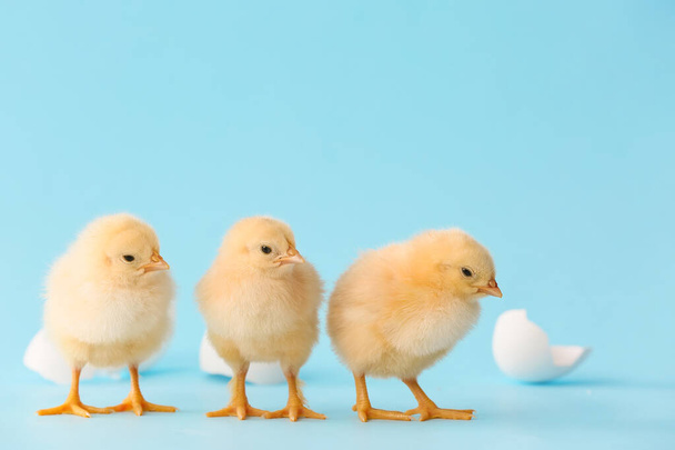 Cute hatched chicks on color background - Photo, image