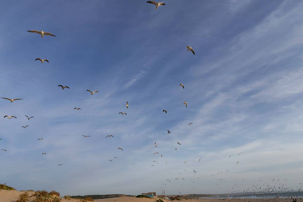 Een enorme kudde vliegende meeuwen aan de Costa da Caparica in het centrum van Lissabon. Meeuwen en duiven ontspannen zich tijdens zonsondergang langs het strand en vliegen tegen een dramatische blauwe lucht. - Foto, afbeelding