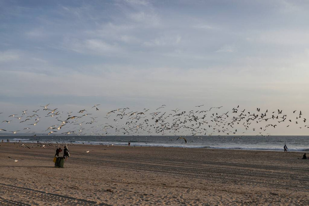 Una enorme bandada de gaviotas voladoras en la Costa da Caparica en el centro de Lisboa. Gaviotas y palomas relajándose a lo largo de la playa durante la puesta del sol y volando contra un cielo azul dramático. - Foto, imagen