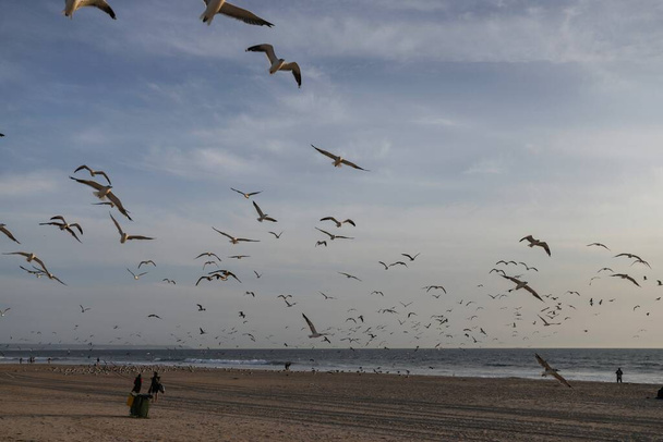Огромная стая летающих чаек на Коста да Капарика в центре Лиссабона. Чайки и голуби отдыхают на пляже во время заката и летают на ярком голубом небе. - Фото, изображение