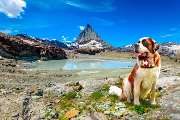 Matterhorn Saint Bernard hond - Foto, afbeelding