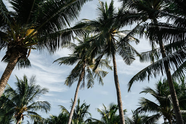 Coconut tree on tropical island in Thailand. - Photo, Image