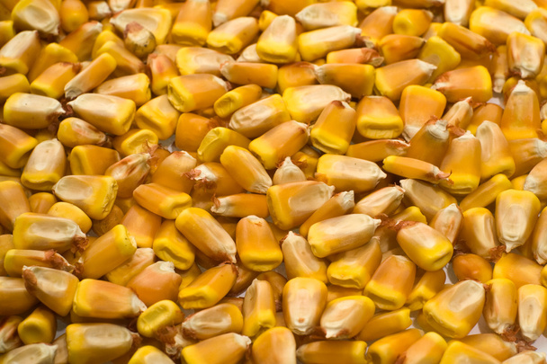 Grains of corn - Zdjęcie, obraz