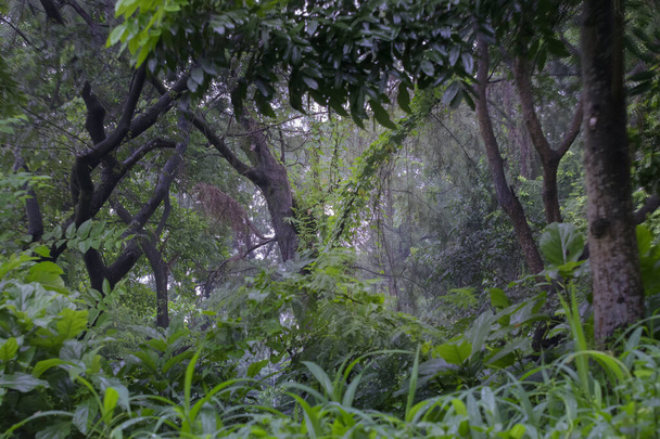 Las w porze deszczowej, monsunowy wizerunek, Indie - Zdjęcie, obraz