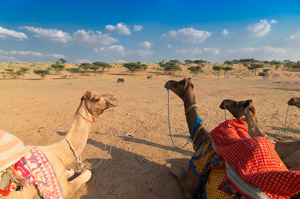 Τρεις καμήλες με παραδοσιακά φορέματα, περιμένουν τους τουρίστες για βόλτα καμήλα στην έρημο Thar, Rajasthan, Ινδία. Καμήλες, Camelus dromedarius, είναι μεγάλα ζώα της ερήμου που μεταφέρουν τουρίστες στις πλάτες τους. - Φωτογραφία, εικόνα