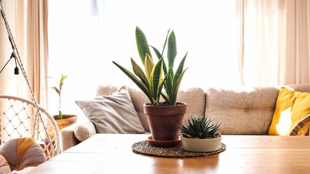 A variety of succulents and home plants on a wooden table. Concept of home plants, care of home succulents. High quality photo - Foto, Imagen