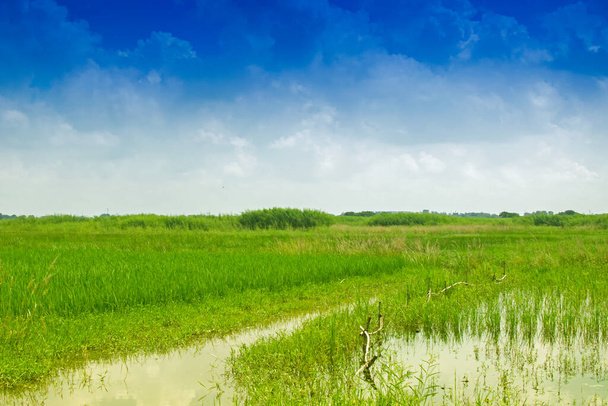 Beautiful rural landscape of Paddy field, blue sky , Howrah, West Bengal, India - Photo, Image