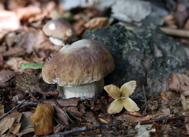 Pilz im Wald - Foto, Bild