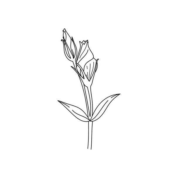Lisianthus Fioritura con foglie. Outline Eustoma In uno stile moderno minimalista. Illustrazione floreale vettoriale. Per la stampa su t-shirt, Web Design, saloni di bellezza, poster, creazione di un logo e altro - Vettoriali, immagini