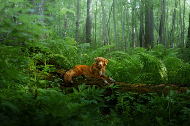 dog in the fern. Nova Scotia Duck Tolling Retriever in the forest. Tropics. Traveling with your pet - Foto, Imagen