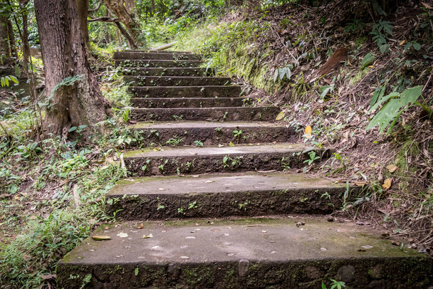 Старі бетонні сходи в лісі
 - Фото, зображення