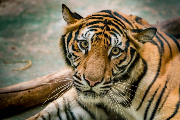 Detailní záběr bengálského tygra - Fotografie, Obrázek