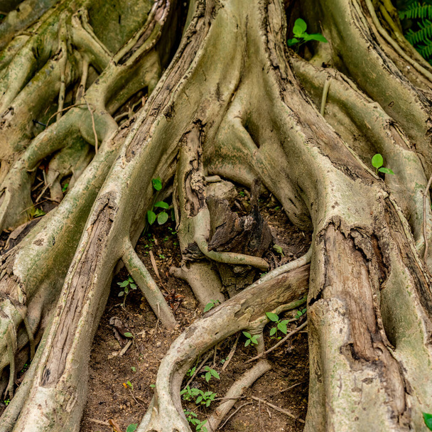 Obrázek kořenového webu stromu - Fotografie, Obrázek