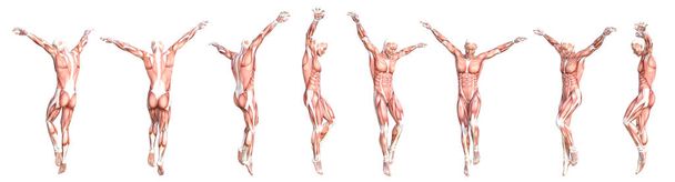 Концептуальная анатомия здорового тела без кожи мышечной системы человека набор. Атлетичный молодой взрослый мужчина позирует для образования, фитнес-спорта, медицины изолированы на белом фоне. Биология 3D иллюстрации - Фото, изображение