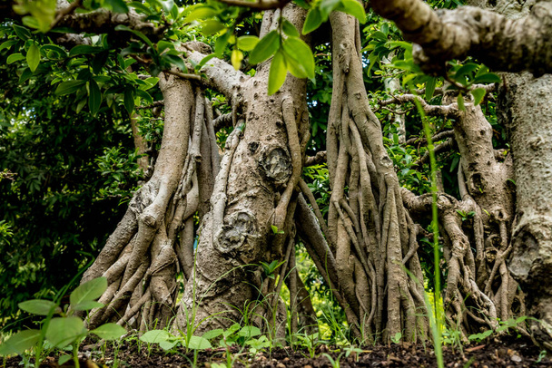 Image of Tree root web - Fotó, kép