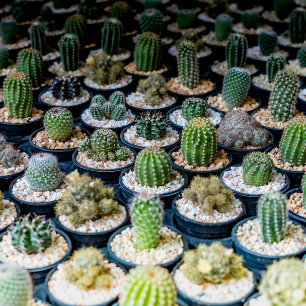 Varios tipos de cactus verdes en maceta de plástico negro - Foto, imagen