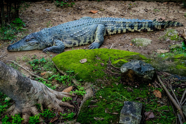 Bild von Krokodil im Zoo - Foto, Bild