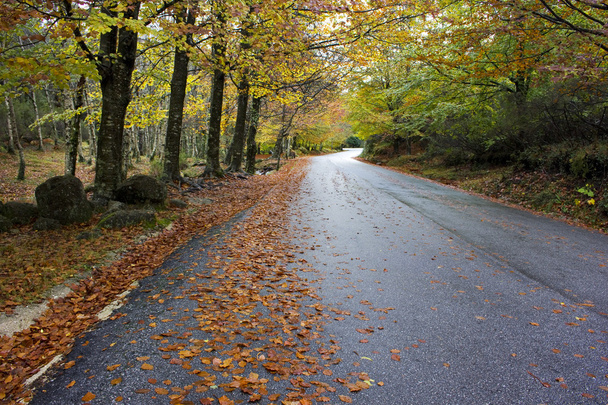 Colorful autumn trees on a winding country road - Photo, Image