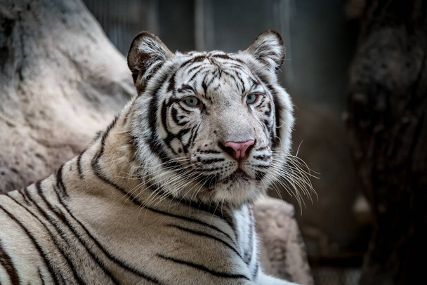 Imagen de cerca del tigre de bengala blanco - Foto, imagen