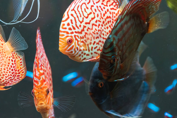 Colorful fish from the spieces Symphysodon discus in aquarium. Freshwater aquaria concept - Photo, Image