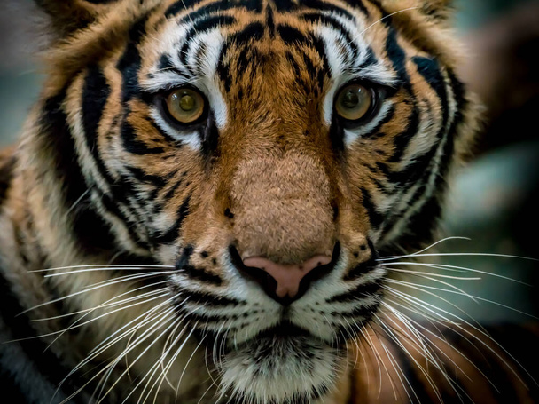 Close-up beeld van bengaalse tijger gezicht - Foto, afbeelding