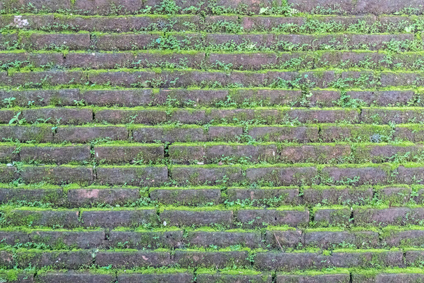 Alte braune Ziegelmauer mit grünem Moos und Pflanzen - Foto, Bild