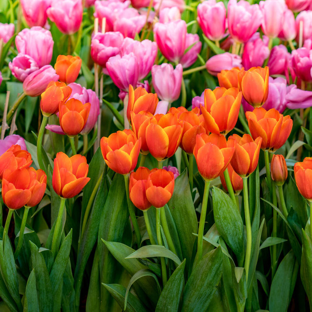 Kaunis Punainen ja vaaleanpunainen tulppaanit vihreät lehdet - Valokuva, kuva