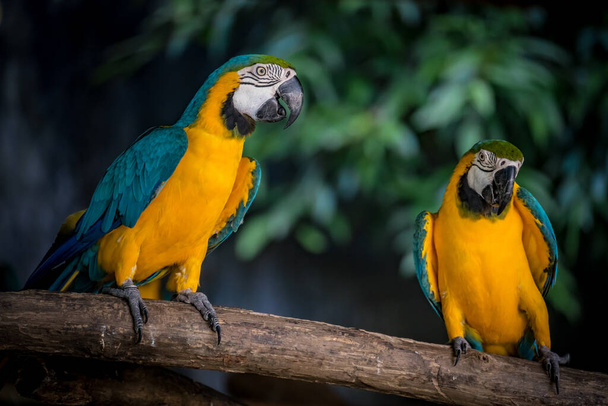 Şubedeki iki renkli papağanın resmi - Fotoğraf, Görsel