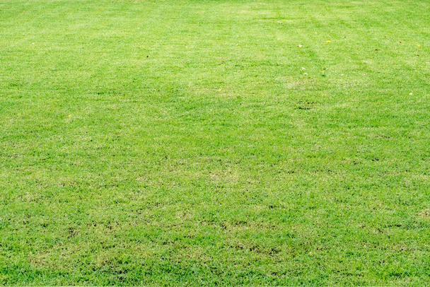 Imagen de Campo de hierba verde para fondo - Foto, imagen