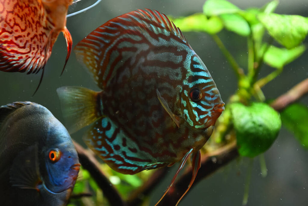 Bunte Fische aus den Spießen Symphysodon discus im Aquarium. Nahaufnahme, selektiver Fokus. - Foto, Bild