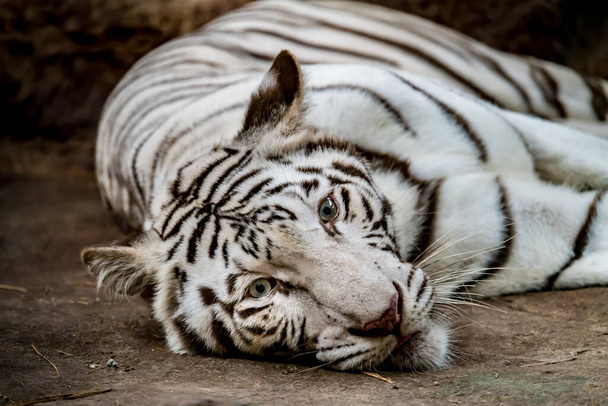 地面に横たわっている孤独な白い虎のイメージを閉じます - 写真・画像