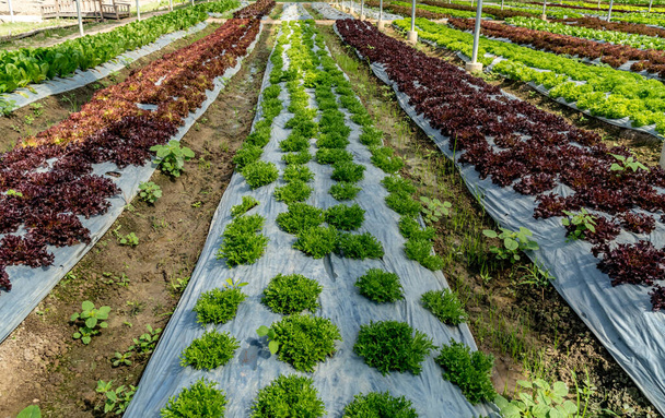 Beet mit grünem Gemüse im Bauernhof - Foto, Bild
