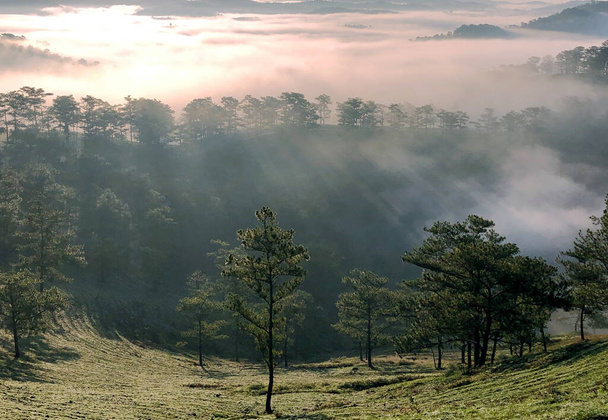Obloha se vrací na náhorní plošinu lesa Da Lat - Fotografie, Obrázek
