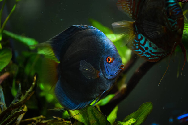 Akvaryumdaki Symphysodon disklerinden renkli balıklar. Yakın çekim, seçici odaklanma. - Fotoğraf, Görsel