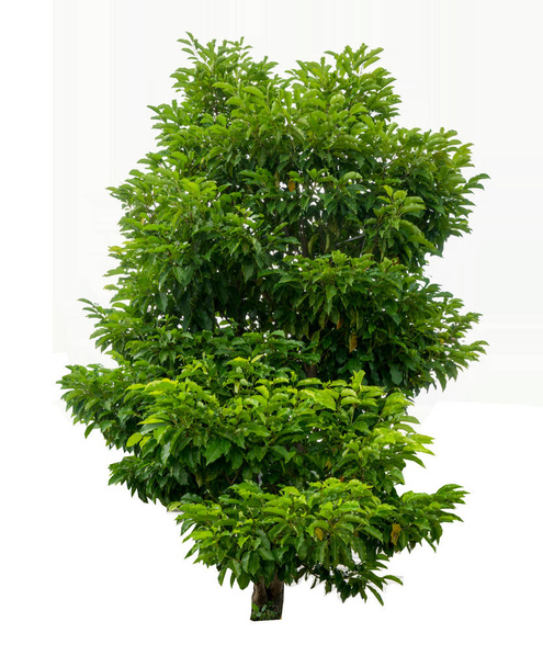 Зеленое дерево изолировать на белом фоне - Фото, изображение