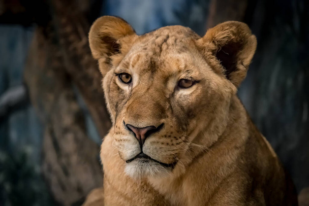 Женщина-лев, Львица на земле - Фото, изображение