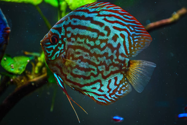 Colorful fish from the spieces Symphysodon discus in aquarium. Closeup, selective focus. - Photo, Image