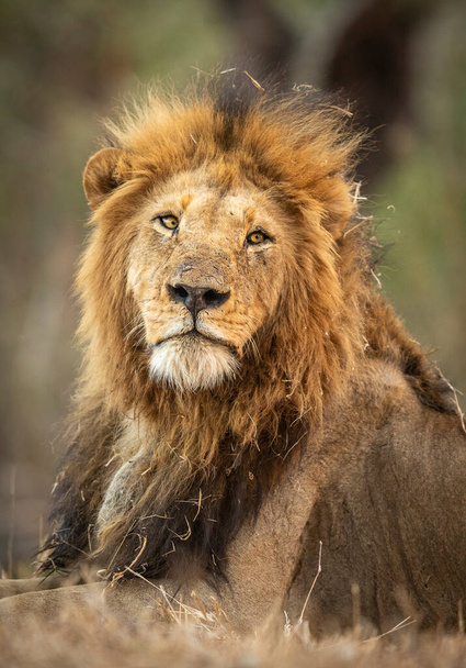Vertical portrait of a male lion looking straight at camera in Kruger Park in South Africa - Photo, Image