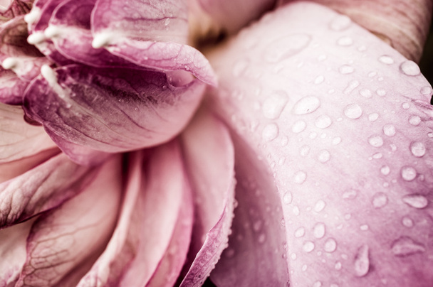 Water drop on Pink Lotus flower - Фото, изображение