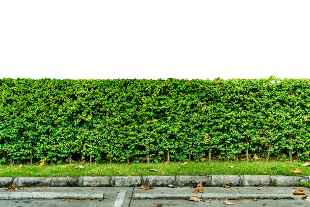 Зеленый забор изгороди с бетонным тротуаром на белом фоне - Фото, изображение