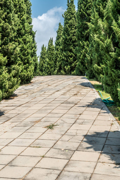 Concrete block pathway with pine trees in the park - Fotografie, Obrázek