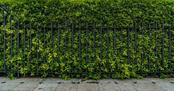 Siyah demir çitli yeşil çit - Fotoğraf, Görsel