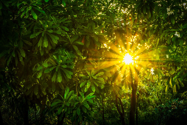 Sun beam pass through green leaf - Photo, Image