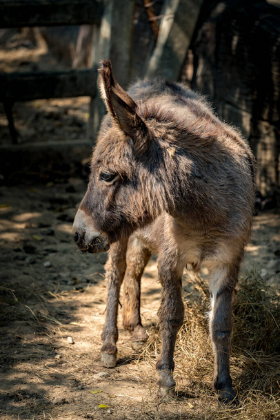 Young brown donkey in the farm - Foto, Imagem