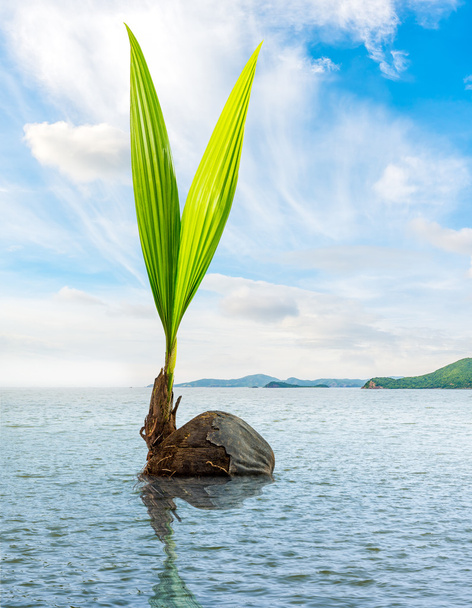 kokosowe pąk pływających na morzu - Zdjęcie, obraz