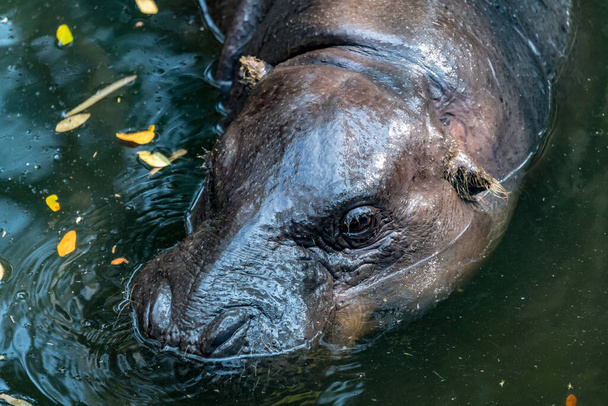 Head of Pygmy Hippo, small hippopotamus in the pond - Φωτογραφία, εικόνα