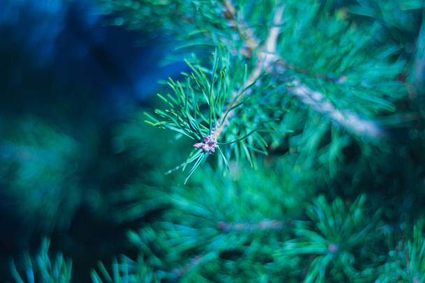 Rama de árbol de Navidad, ramas de pino - Foto, imagen