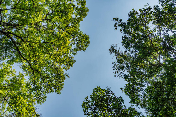 Parte superior de los árboles verdes vista desde abajo con cielo azul - Foto, imagen